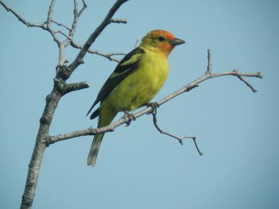 Surviving A Montana Winter Wildlife Leave Go To Sleep Or Tough
