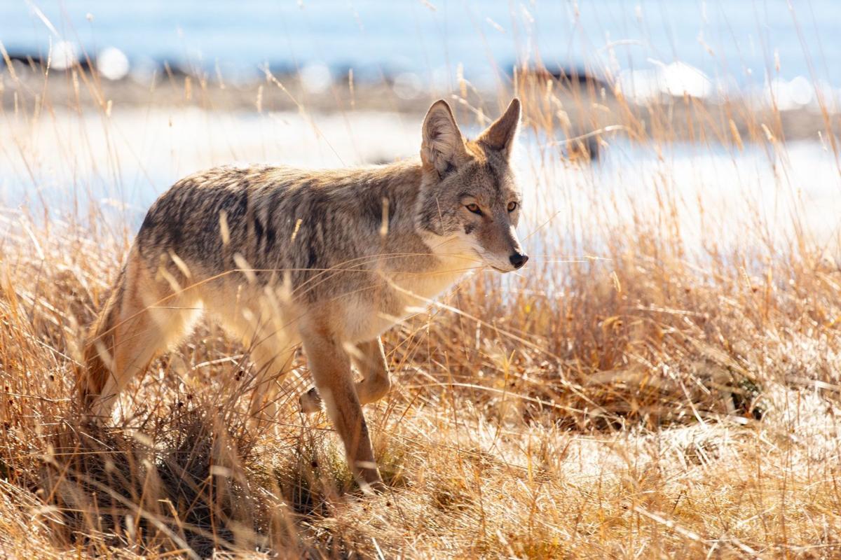 Coyote