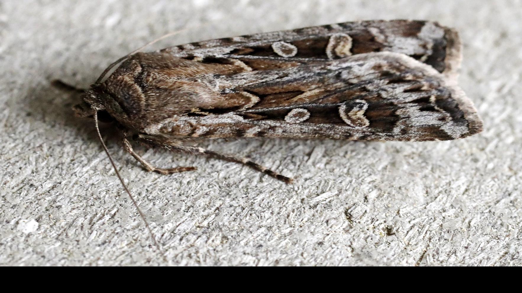Why Are There So Many Big Moths In My House