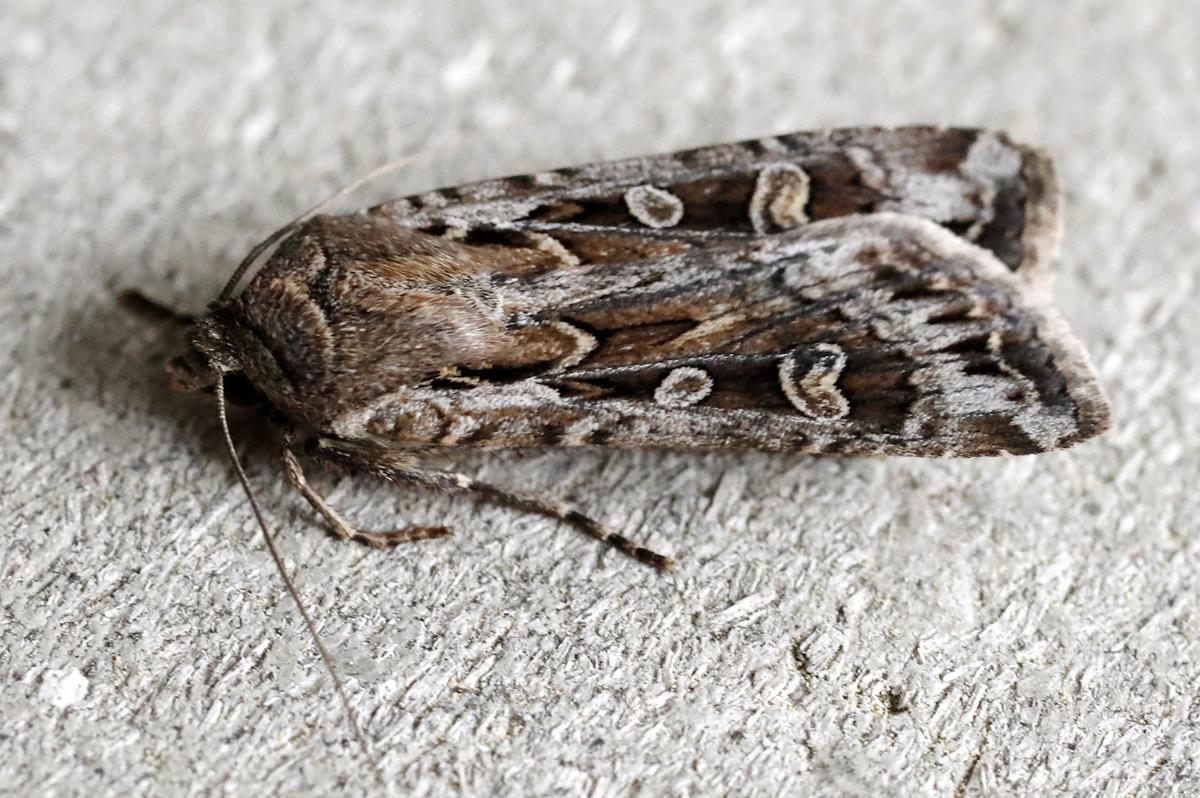 Miller moth