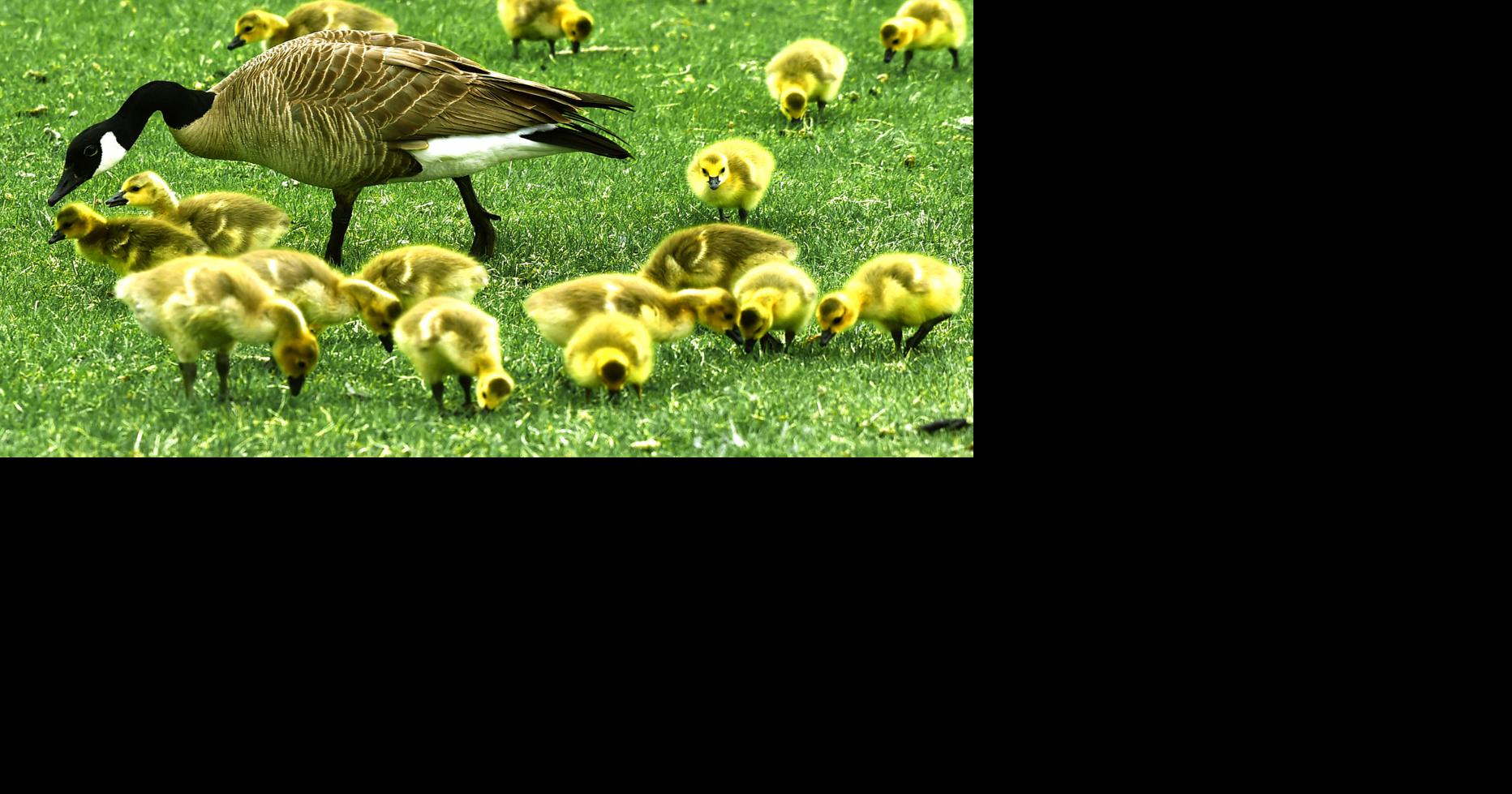 Photo: Canada goose and goslings at Riverfront