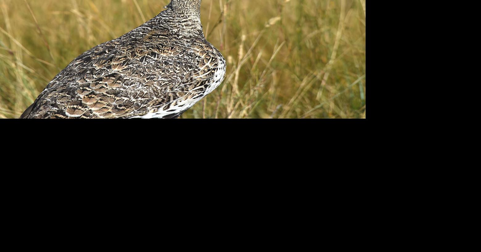 Montana upland bird forecast rosier thanks to wet weather