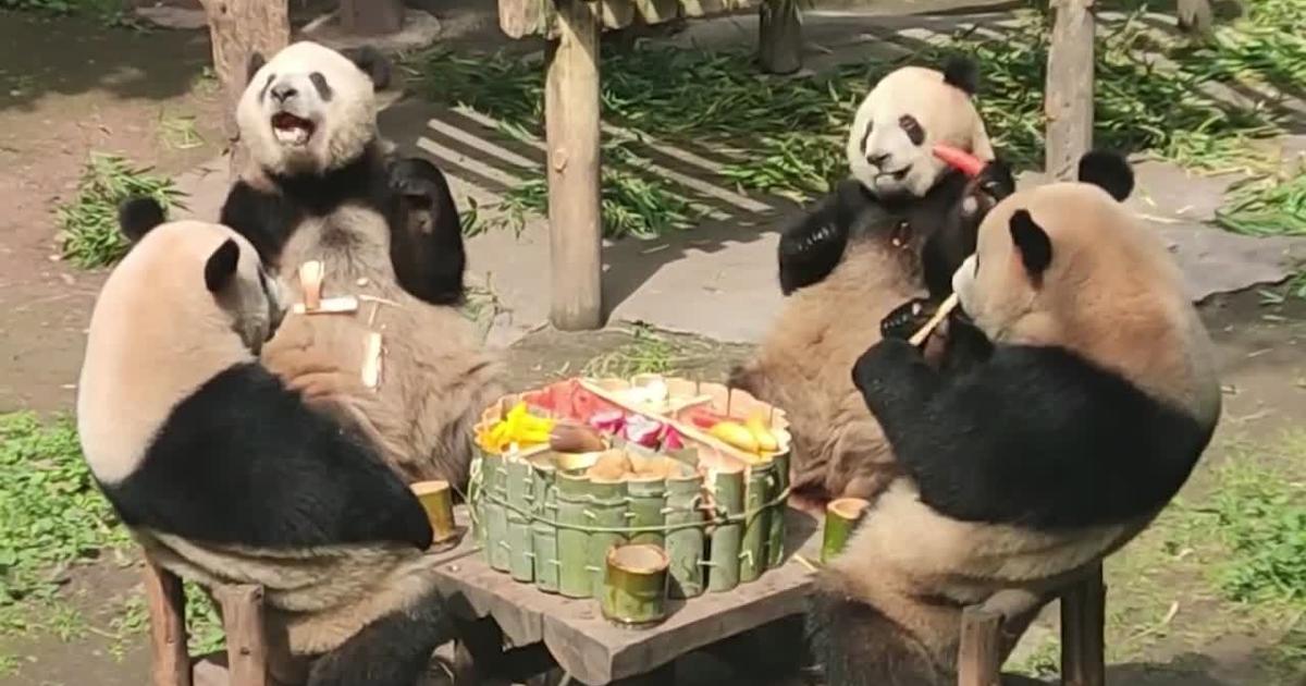 Panda Throws Table Four adorable giant pandas sit around table and feast on fruits in China