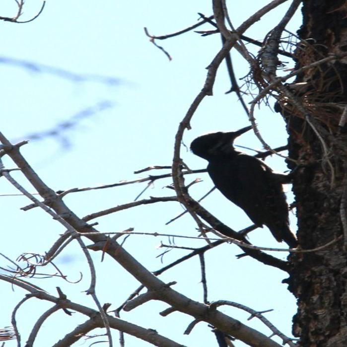 Protection Sought For Rare Woodpecker In Wyoming And Other Areas Wyoming News Billingsgazette Com
