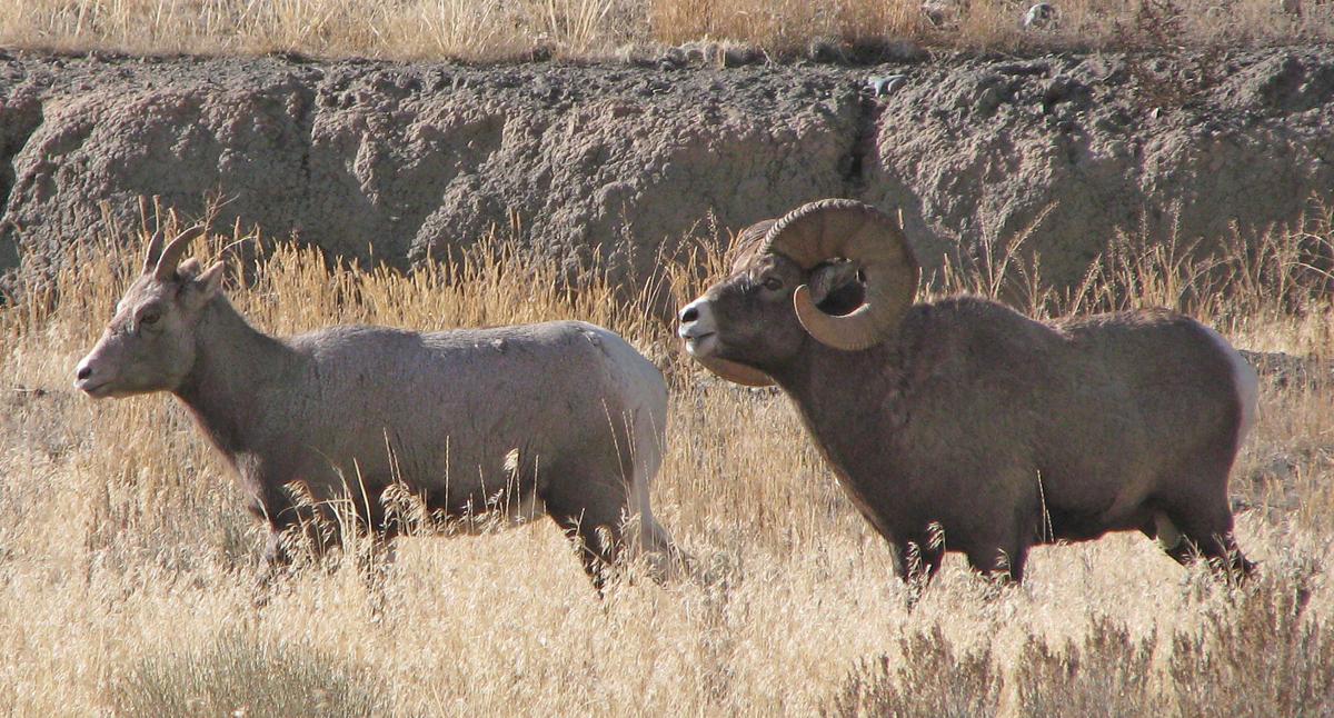 Hunters Concerned Domestic Sheep May Spread Disease To Prized Bighorn Herd Montana Untamed Billingsgazette Com