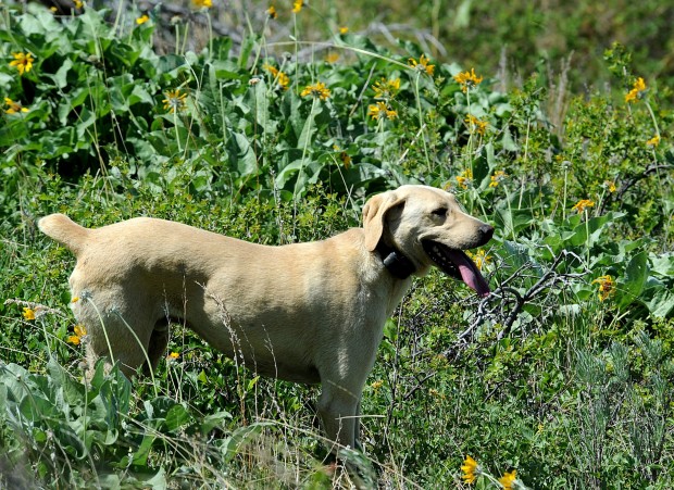 coyote hound for sale