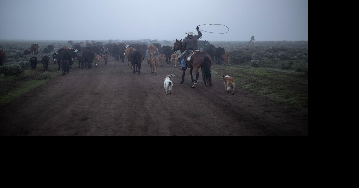 BLM, Forest Service Grazing Action Plan threatens wildlife, group contends