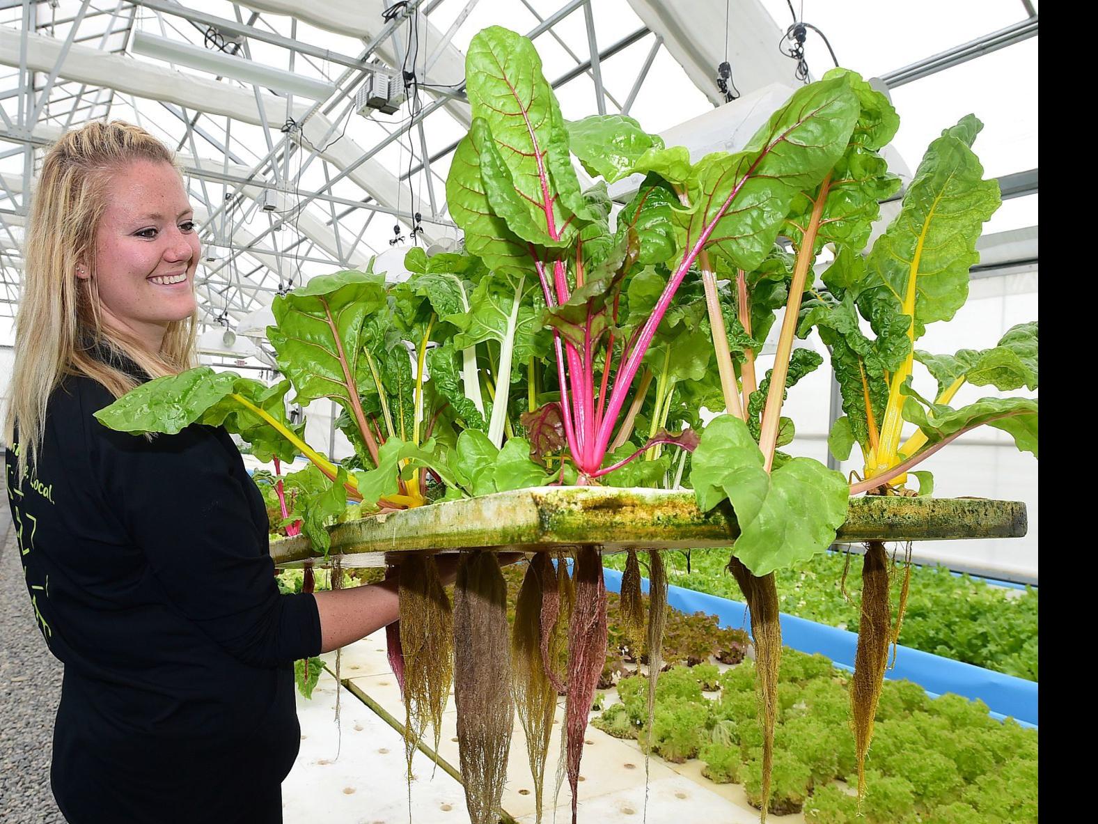 Billings Hydroponic Farms One Using Fish Waste As Fertilizer