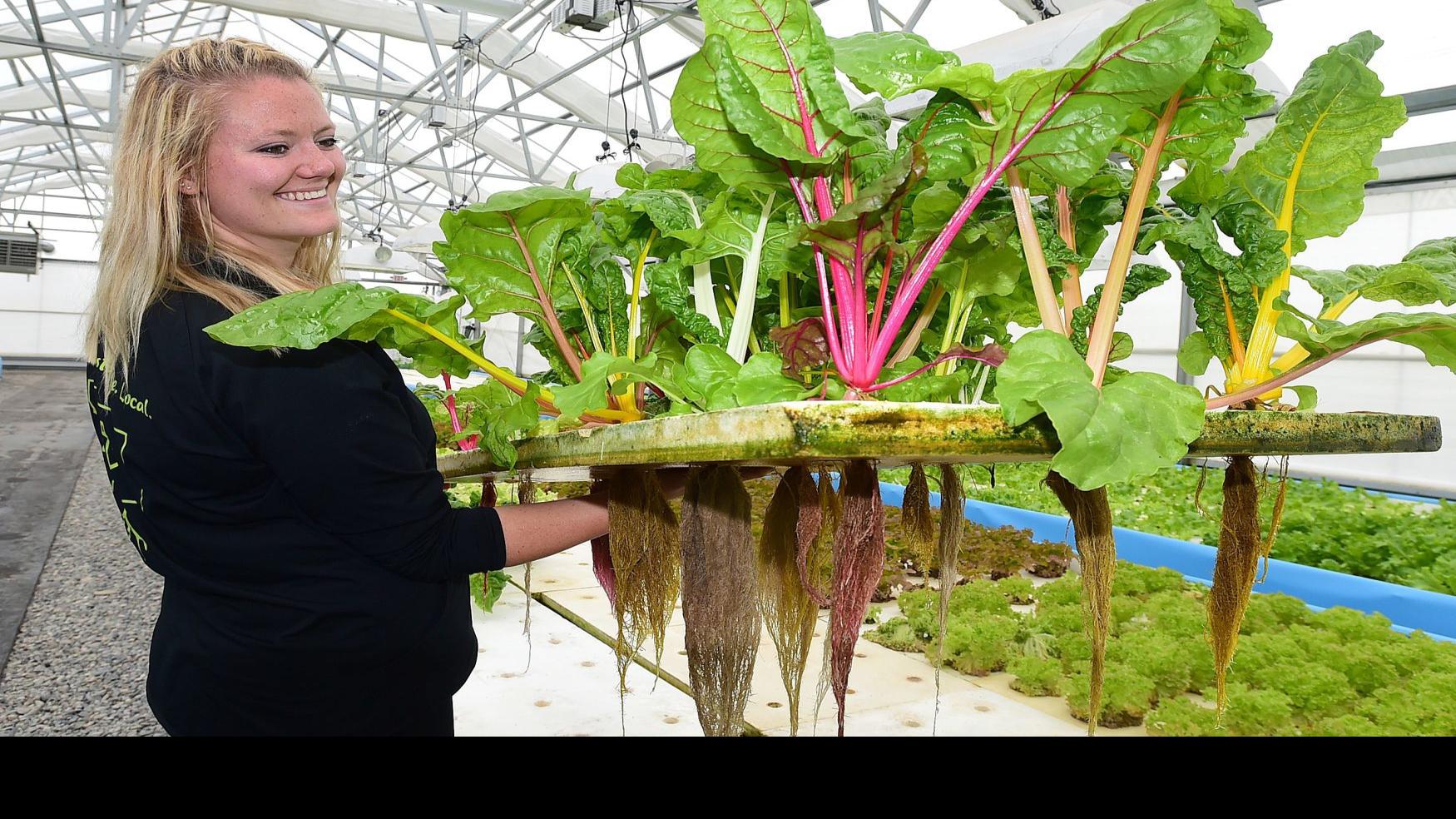 Billings Hydroponic Farms One Using Fish Waste As Fertilizer