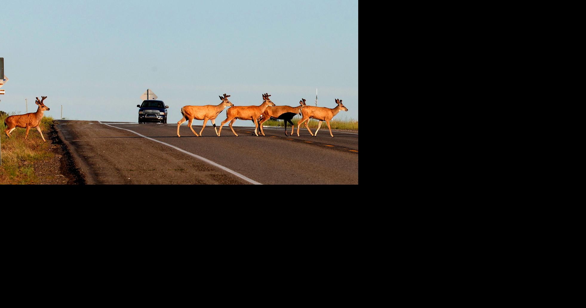 Mule deer on Highway 3