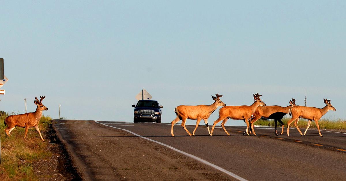 Mule deer on Highway 3