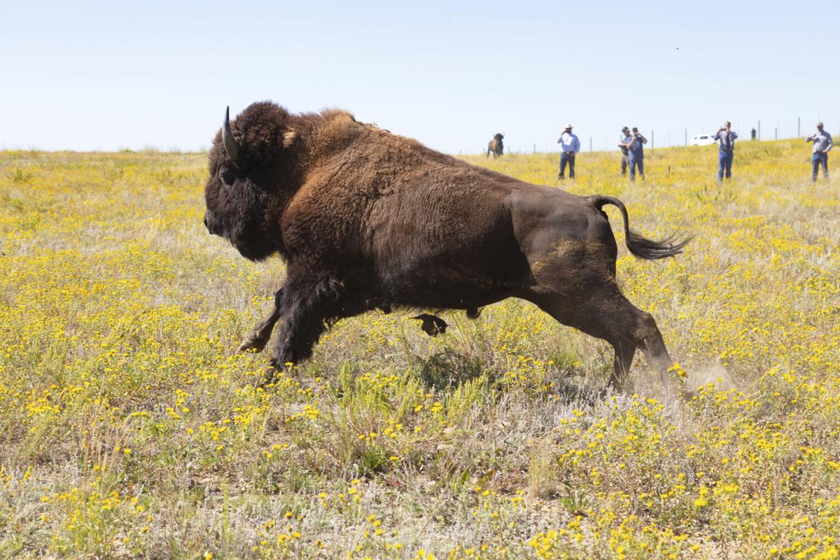 Fwp Releases Final Environmental Impact Statement On Bison Restoration On Montana S Public Lands Outdoors Billingsgazette Com