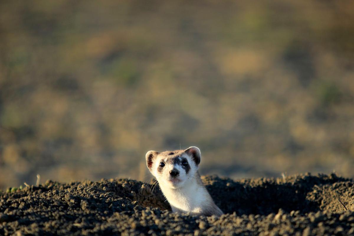 Black-footed ferret peaks out of new home