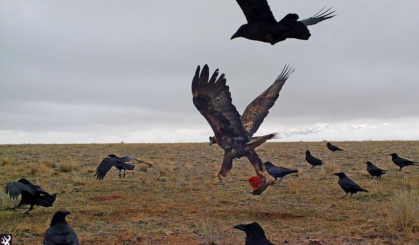 Golden eagle and crows
