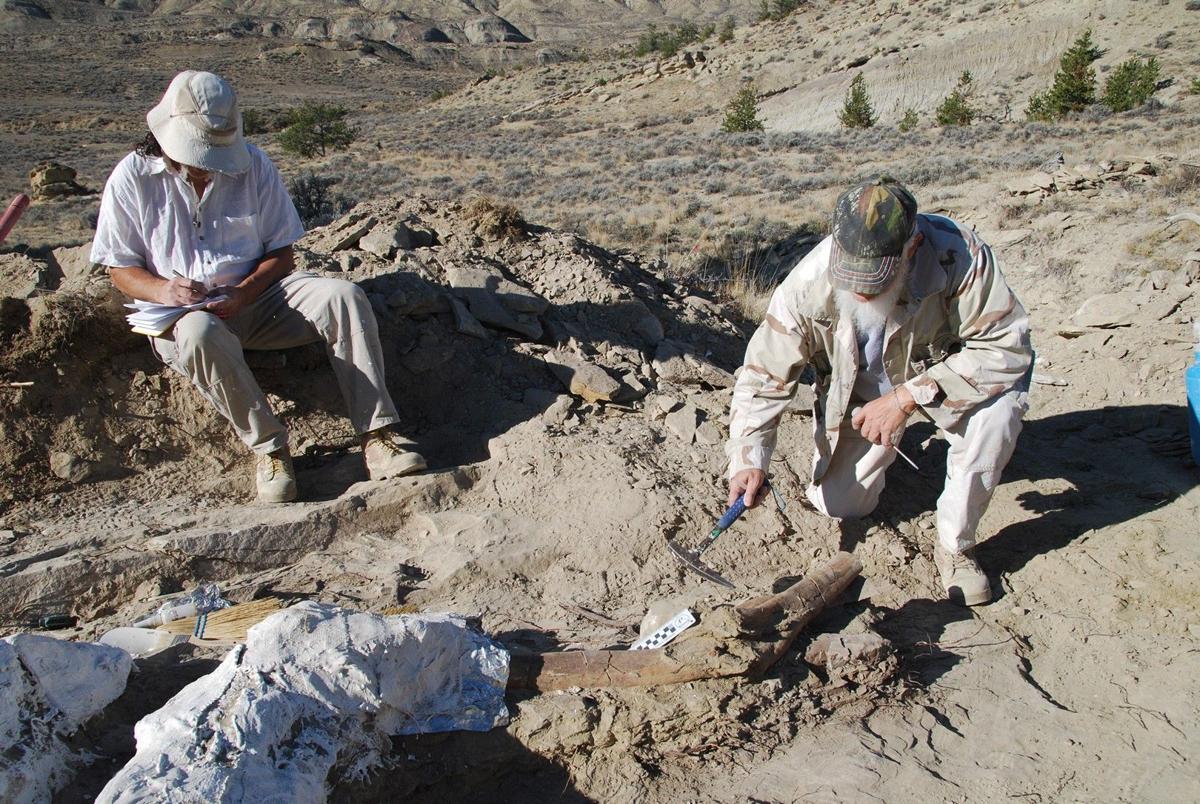 Remainder of Elk Basin dinosaur dug up | Wyoming News | billingsgazette.com