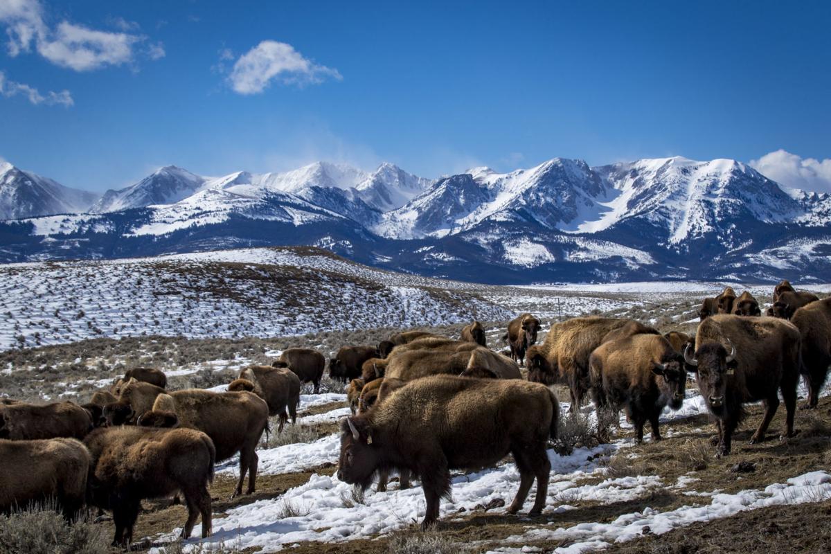 030520-loc-NorthBridgerBisonRanch01msc.jpg
