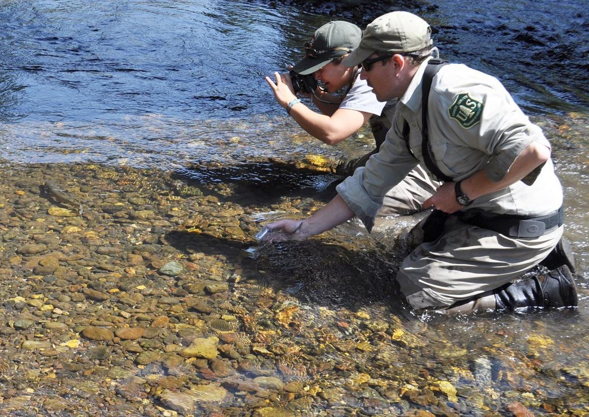 Project Removes Nonnative Brook Trout From Soda Butte Creek