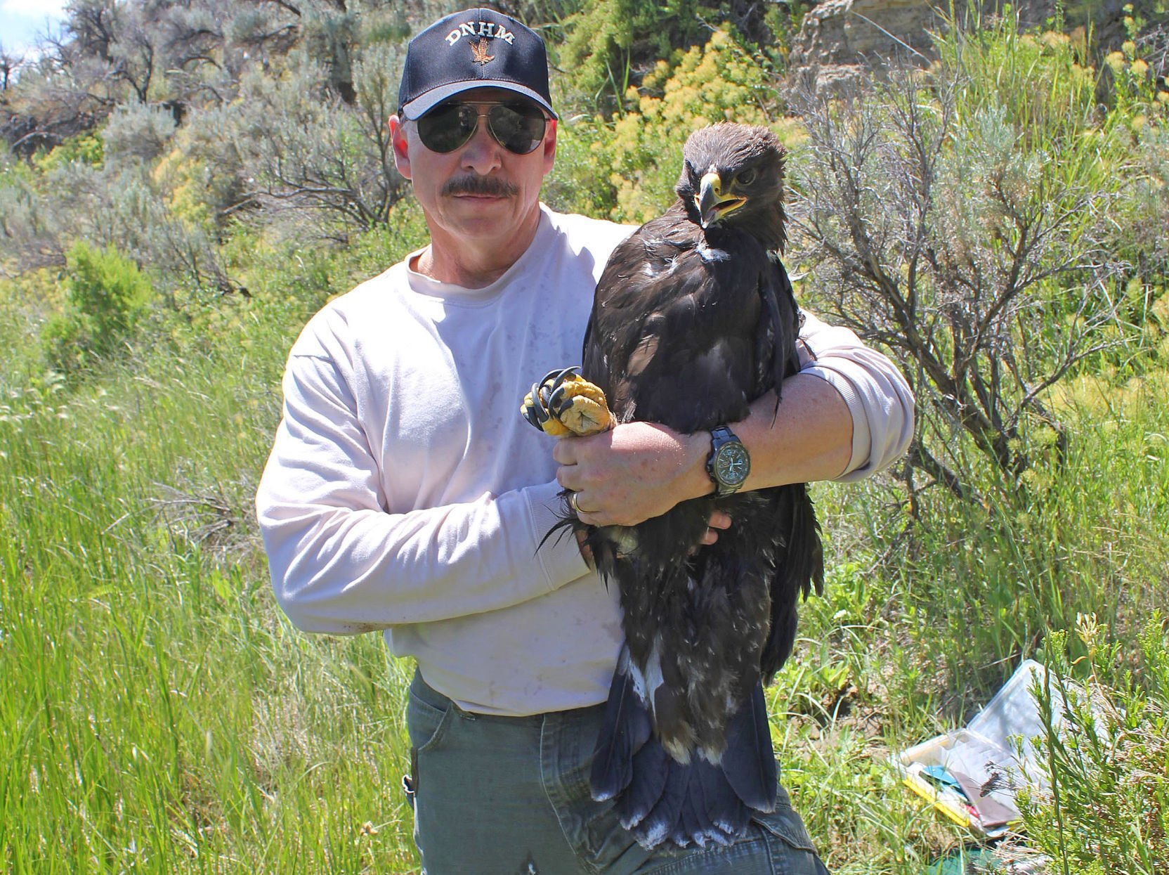 golden eagle dog