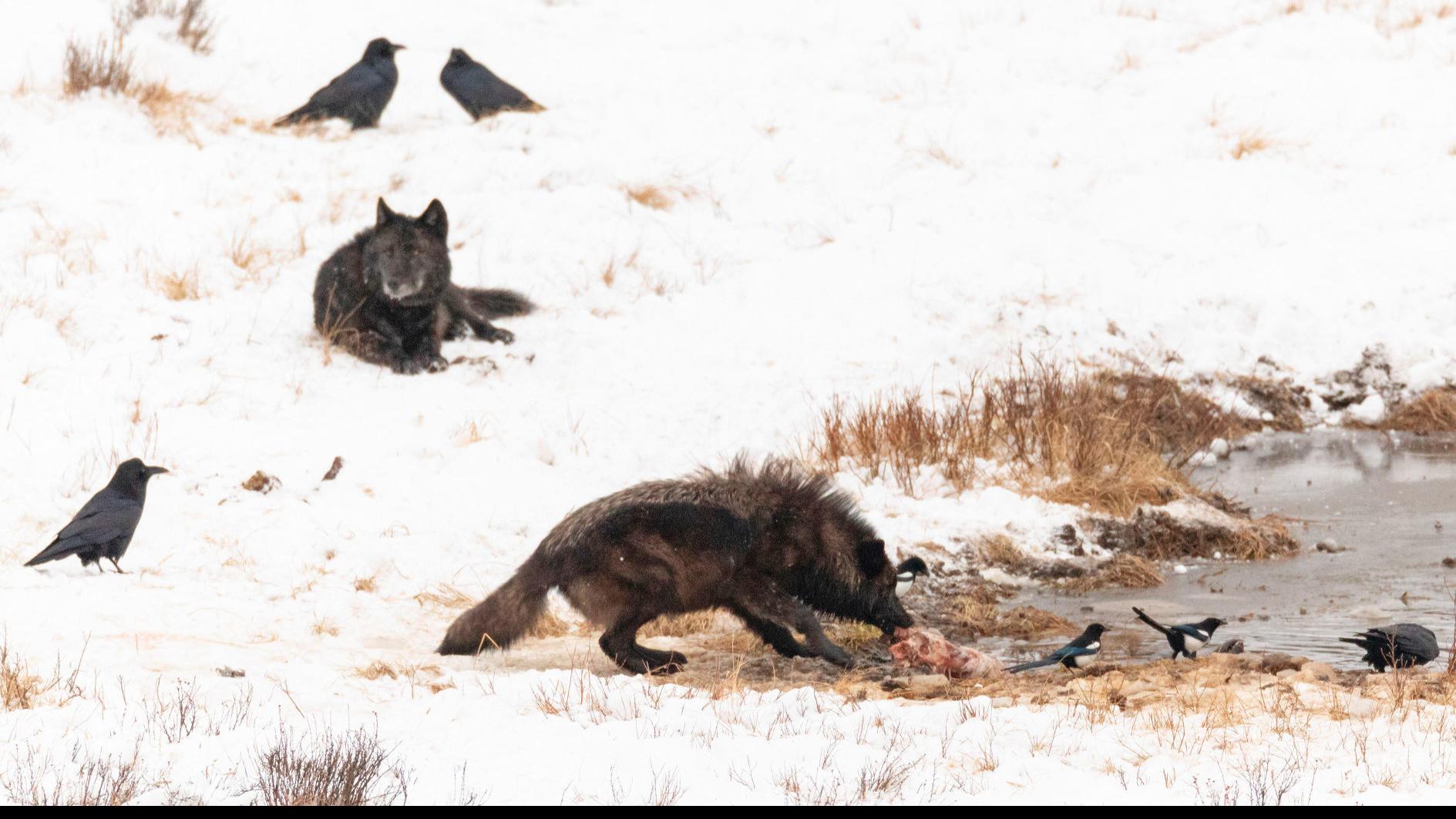25 Years Later Politics Myths And The Reintroduction Of Wolves