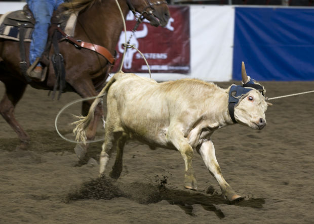 Training Roping Steers Feature photos and video: Wrangler Team Roping Championships