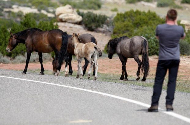 BLM Seeks Comments On Change To Pryor Mountain Wild Horses Management Plan