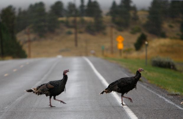 no-overnight-snow-for-billings-warmer-weather-ahead-local-news