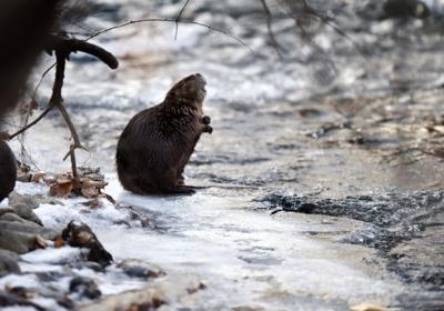 North American beaver (Castor canadensis)