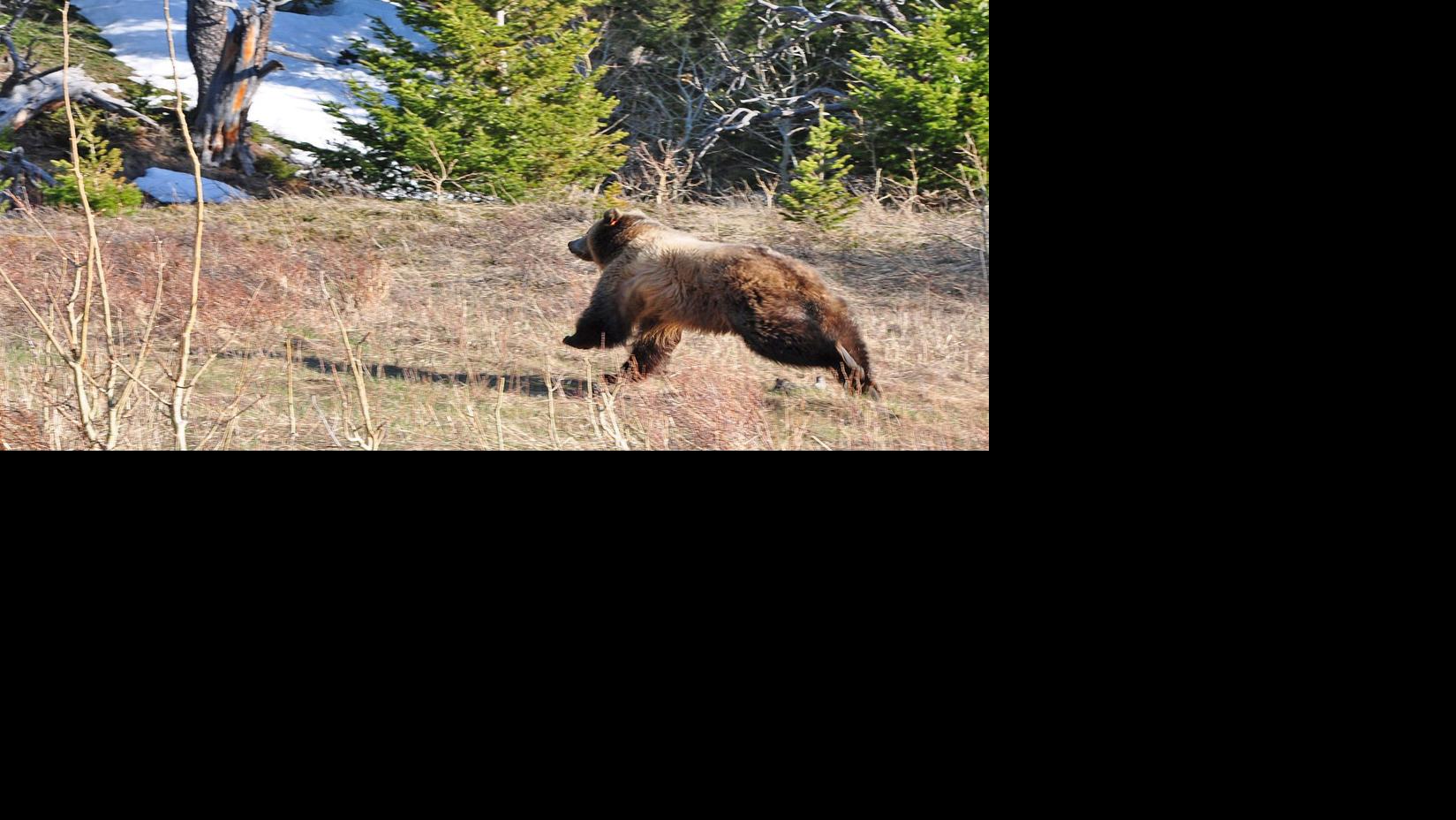 Distinctly Montana