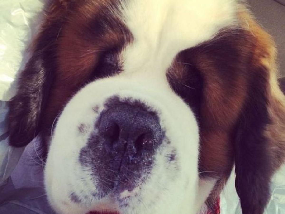 Walter Billings Most Popular Big Dog Died Wednesday Local