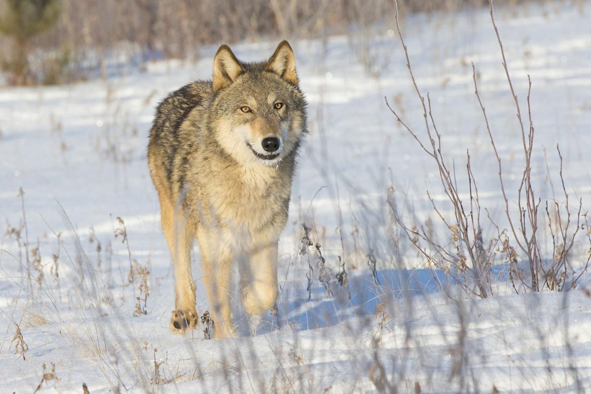 OTD-WOLF-SEASON-DMT