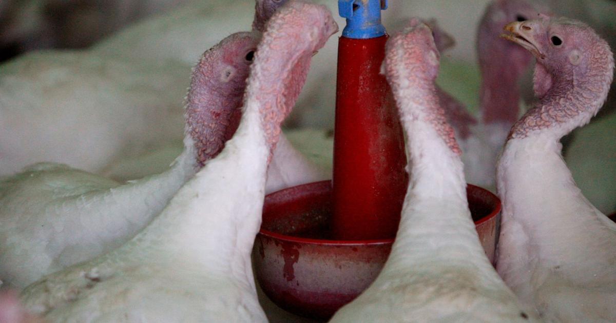 Hutterite Turkey Hutterite turkeys