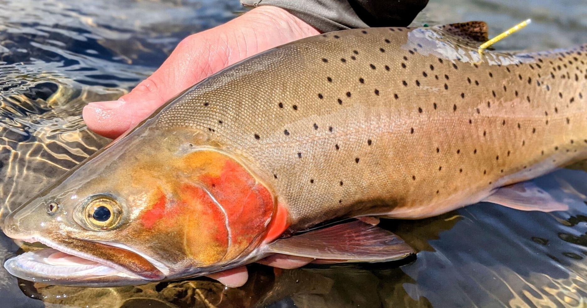 Can Yellowstone Lake cutthroat recover? Studies suggest no - Vimarsana News