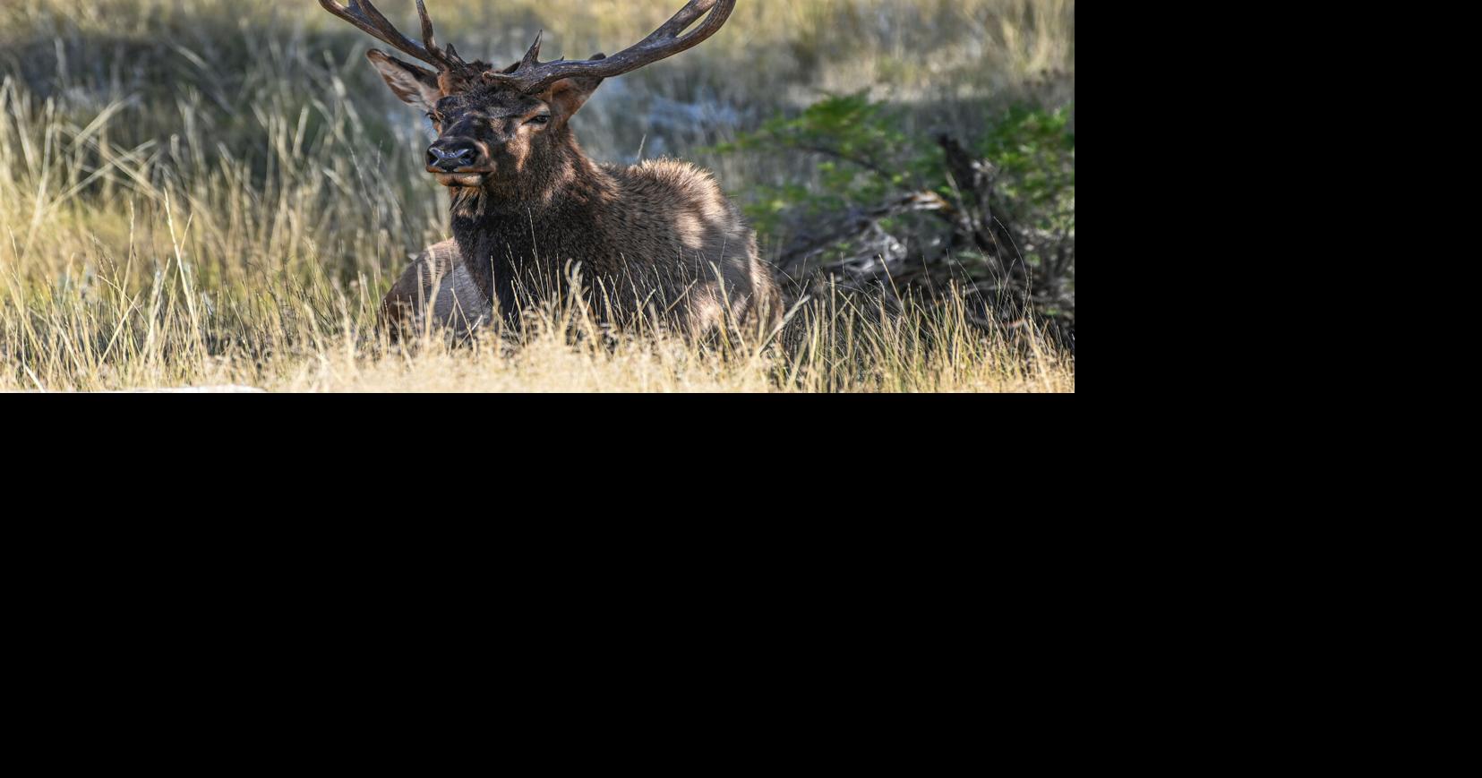 2 bull elk shot in north-central Wyoming test positive for chronic wasting disease