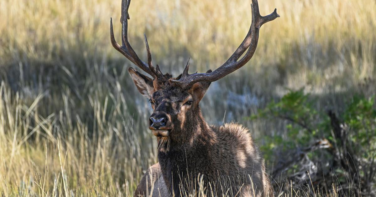 2 bull elk shot in north-central Wyoming test positive for chronic wasting disease 2 bull elk shot in north-central Wyoming test positive for chronic wasting disease