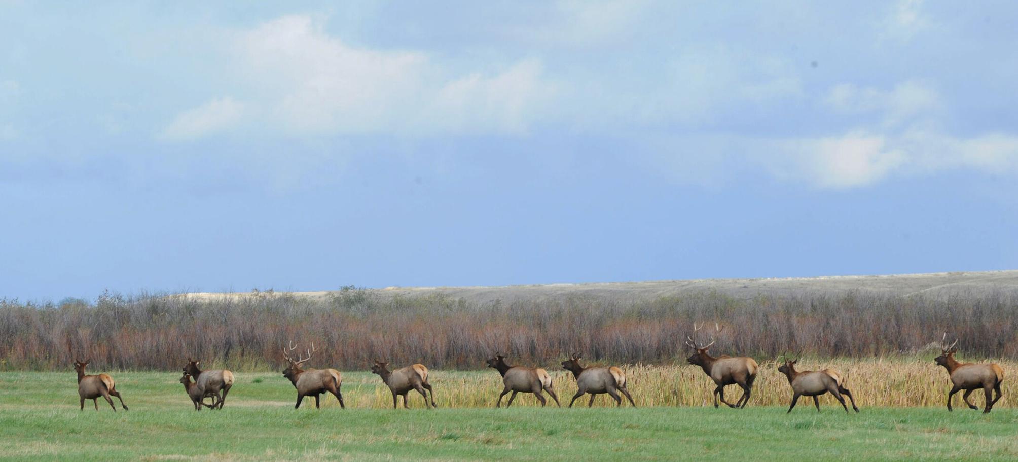 A tale of 2 Montana elk hunting districts