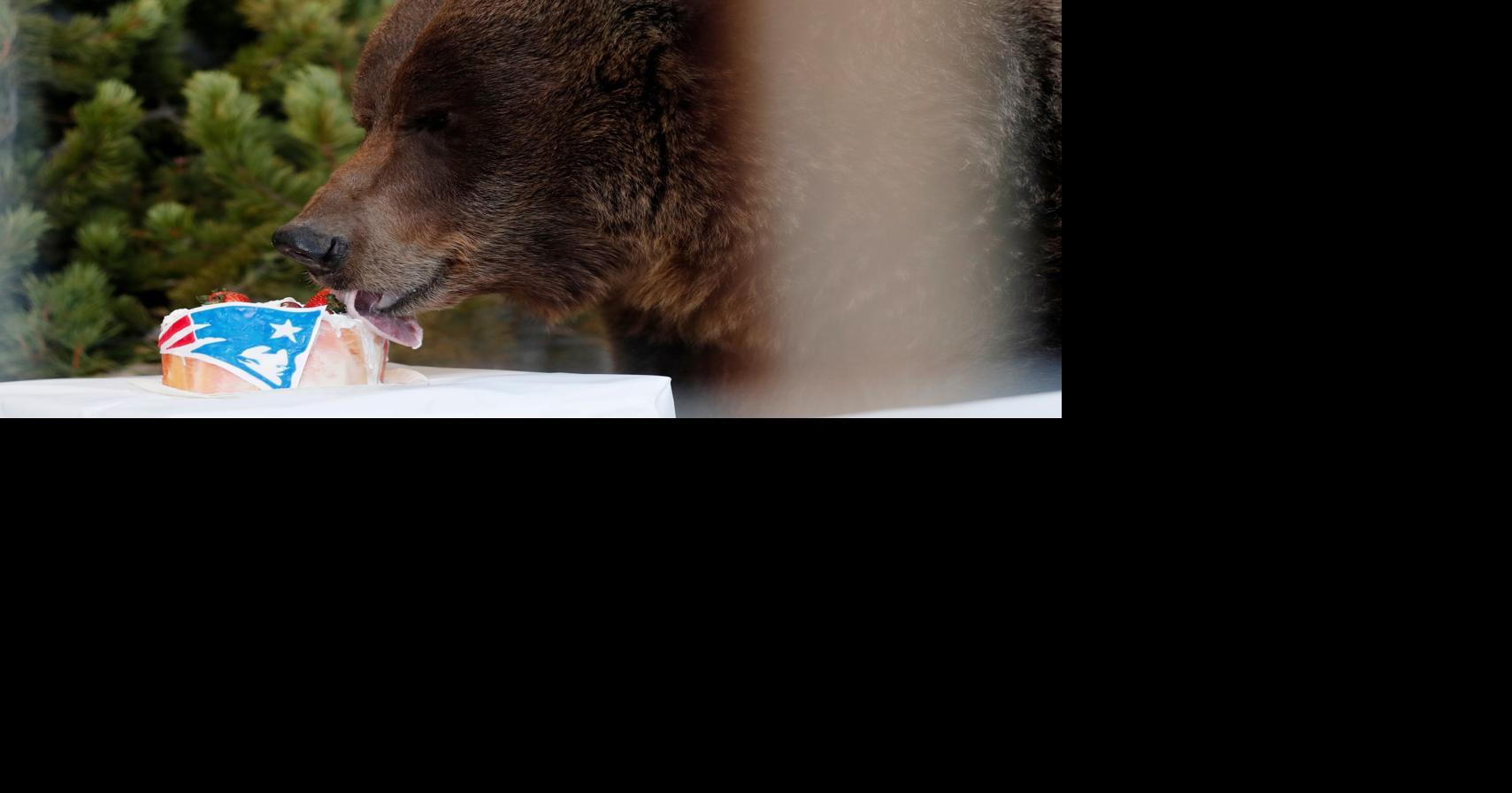 ZooMontana's Ozzy the grizzly bear picks 49ers to win Super Bowl