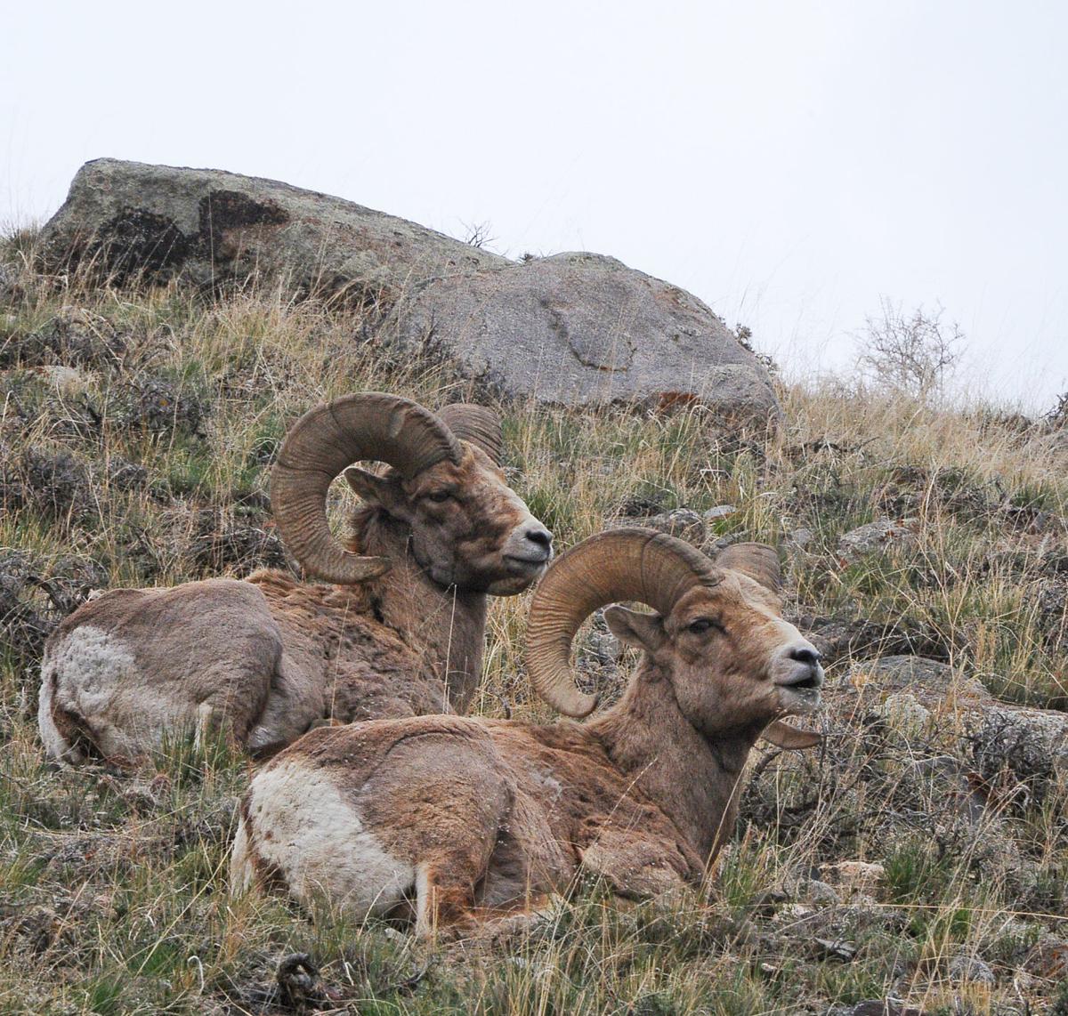 Bighorn rams