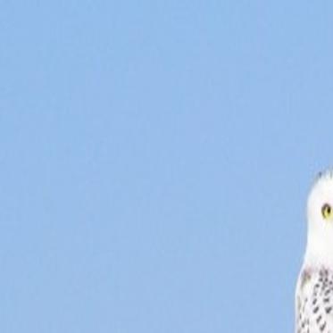 Some Winter Avian Visitors Find Montana Climate Milder Than Their