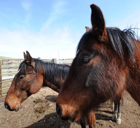 Crow roundup of horses smooth operation