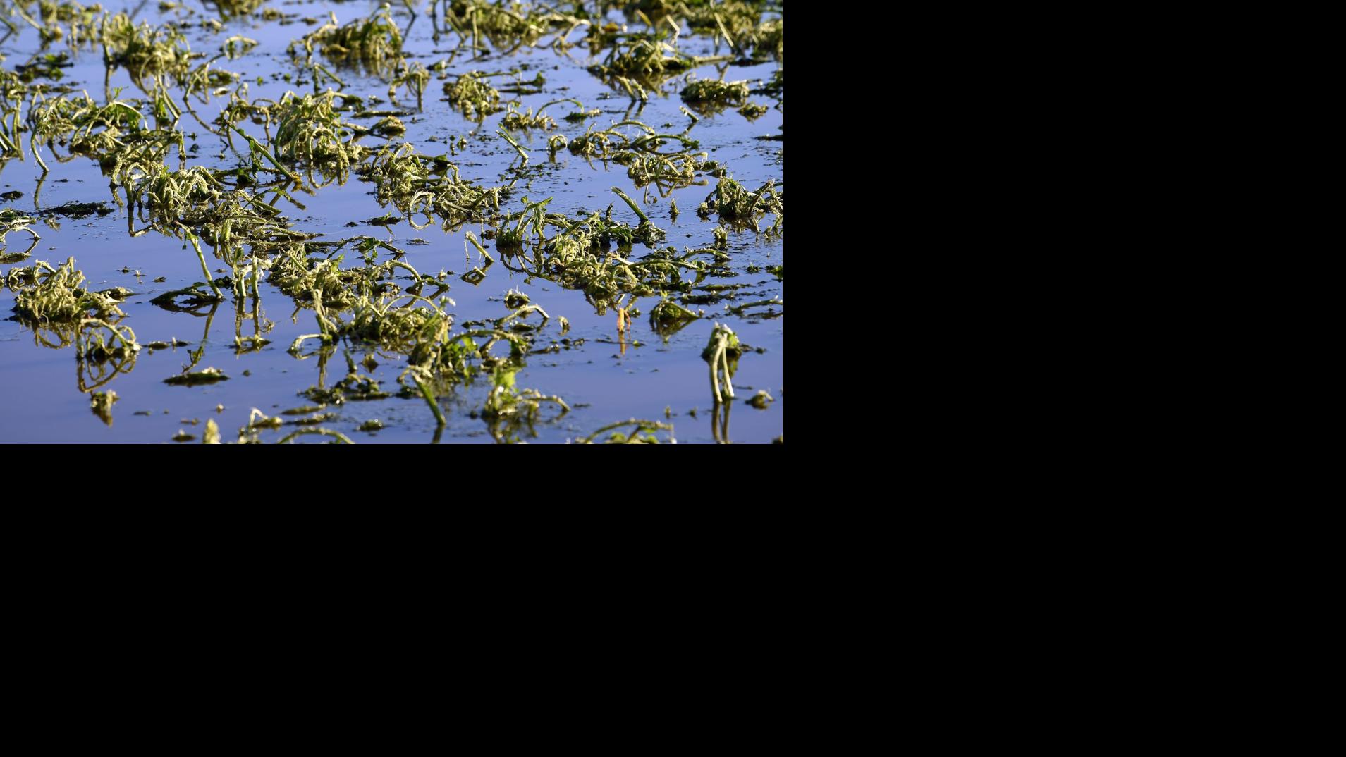 Hailstorm Clobbers Yellowstone County Crops Business
