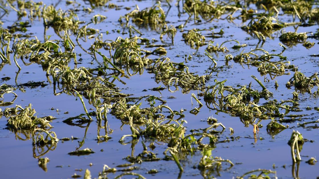 Hailstorm Clobbers Yellowstone County Crops Business