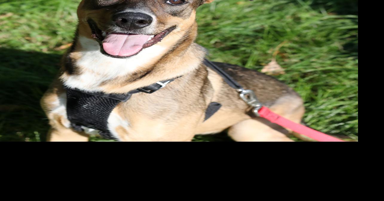 Pets of the week: Roxy