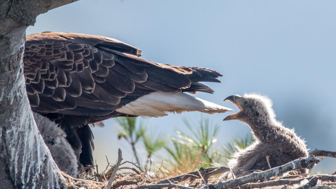 Livingston photographer focuses on birds in new book | Montana Untamed