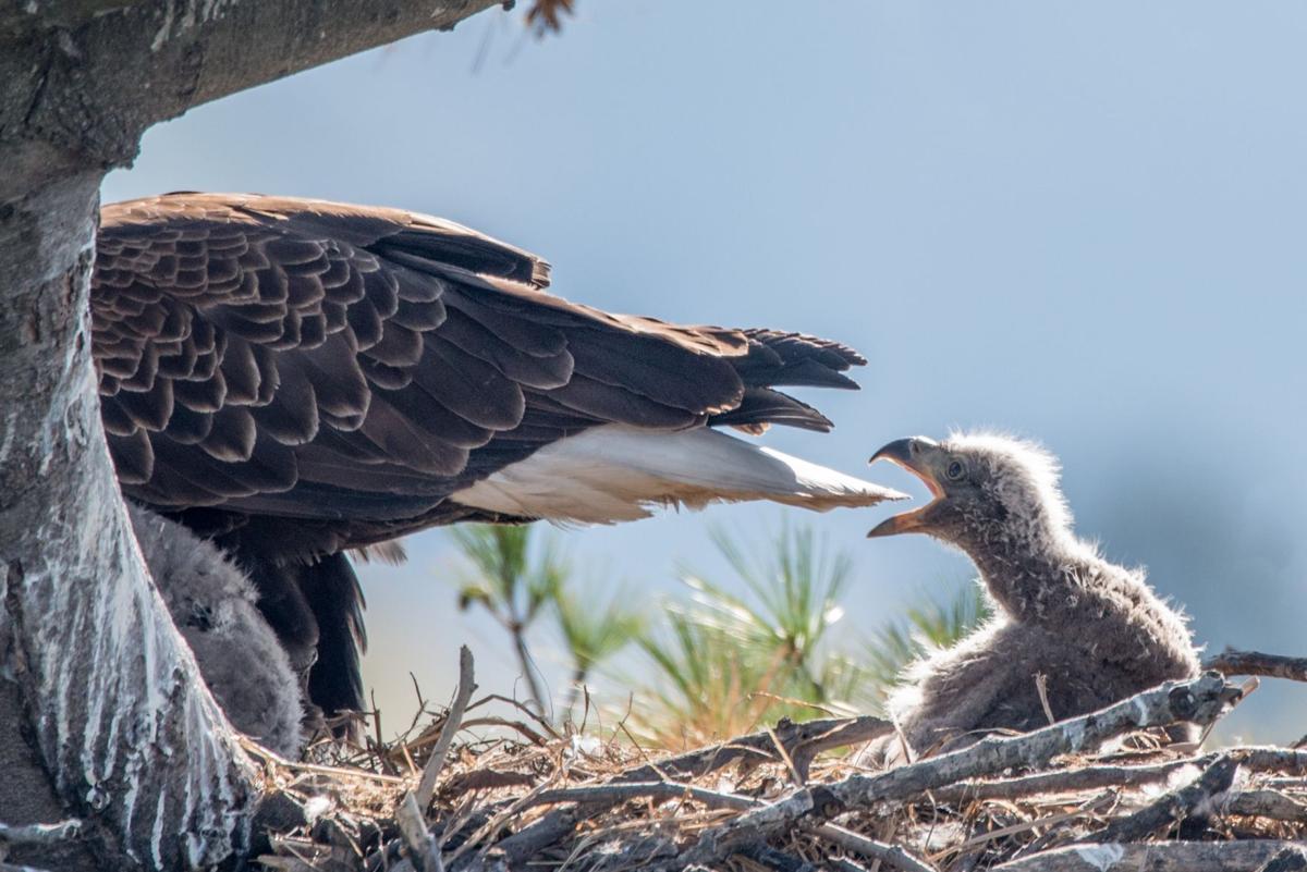 Eaglet