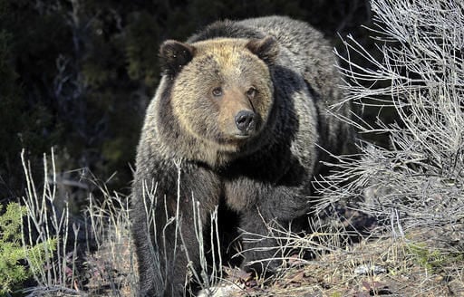 Opposition stalls end of Yellowstone grizzly protections