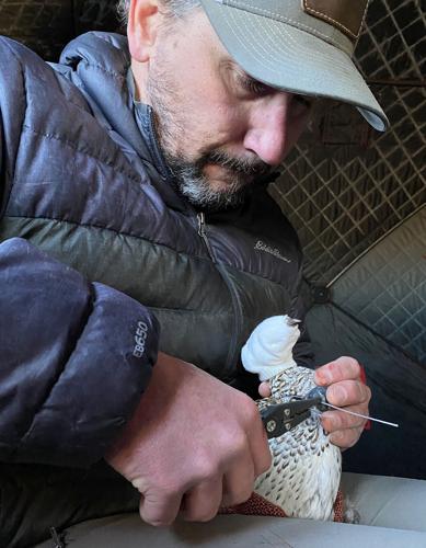 New sharp-tailed grouse study will launch drones
