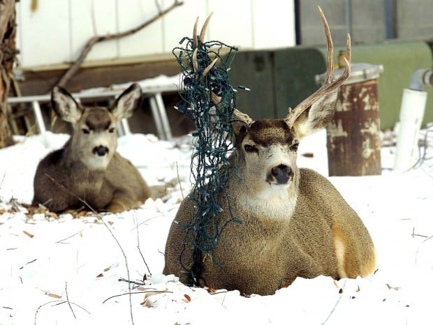 Glendive urban hunt removes 55 deer