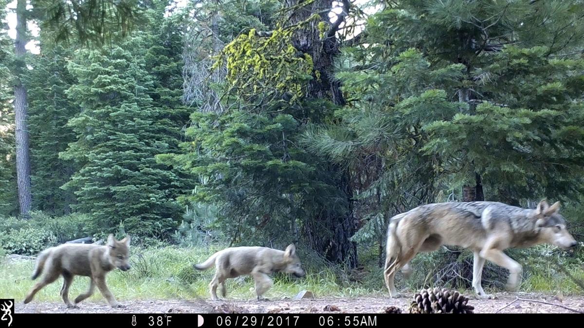 Gray Wolves Endangered