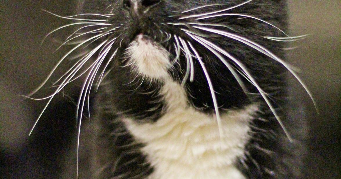 Pet of the week: Ragoo