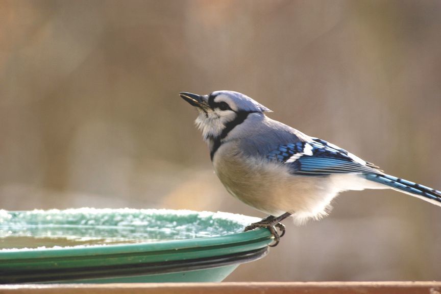 A Blue Jay Visits the Backyard Bird Bath